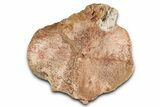 Fossil Plesiosaur (Thililua?) Cervical Vertebra - Asfla, Morocco #354414-3